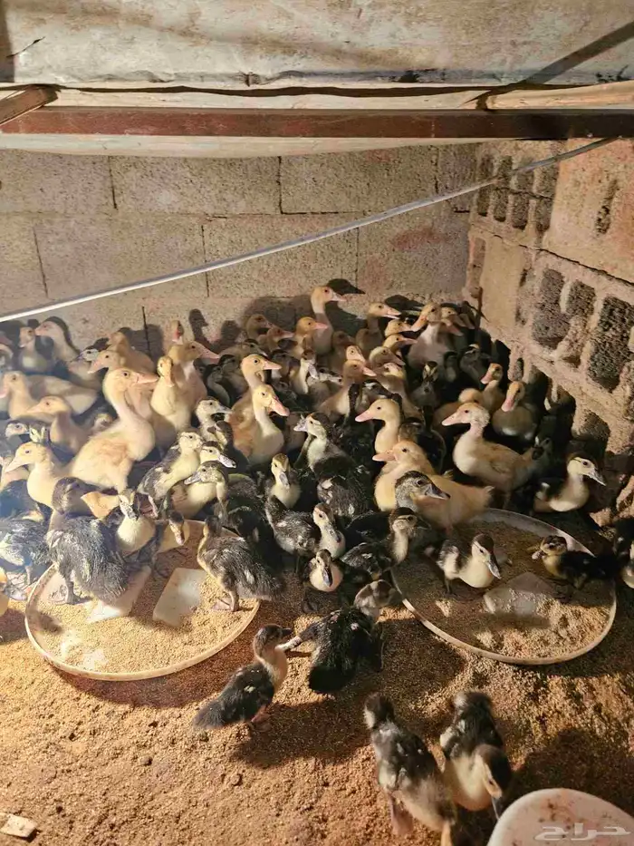 للبيع صوص بح وبكين العمر من يومين إلى شهر ونص العدد 100 جوز 17