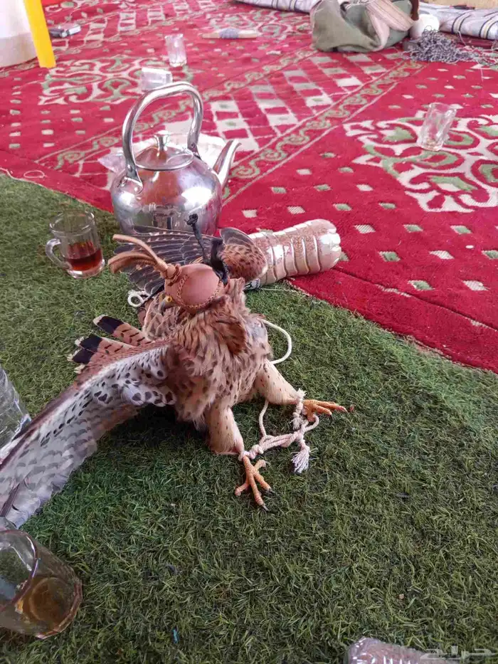 شبوط 3