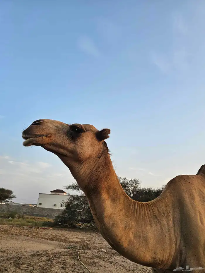 بعير للبيع على السوم اتصال 6