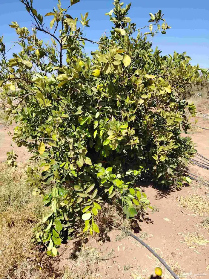 زيتون مثمر 4