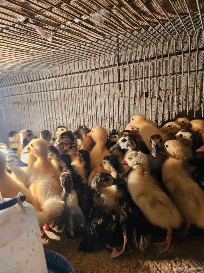للبيع صوص بح وبكين العمر من يومين إلى شهر ونص العدد 100 جوز 5