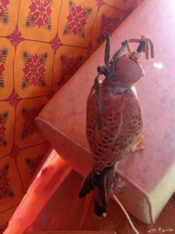 شبوط 0