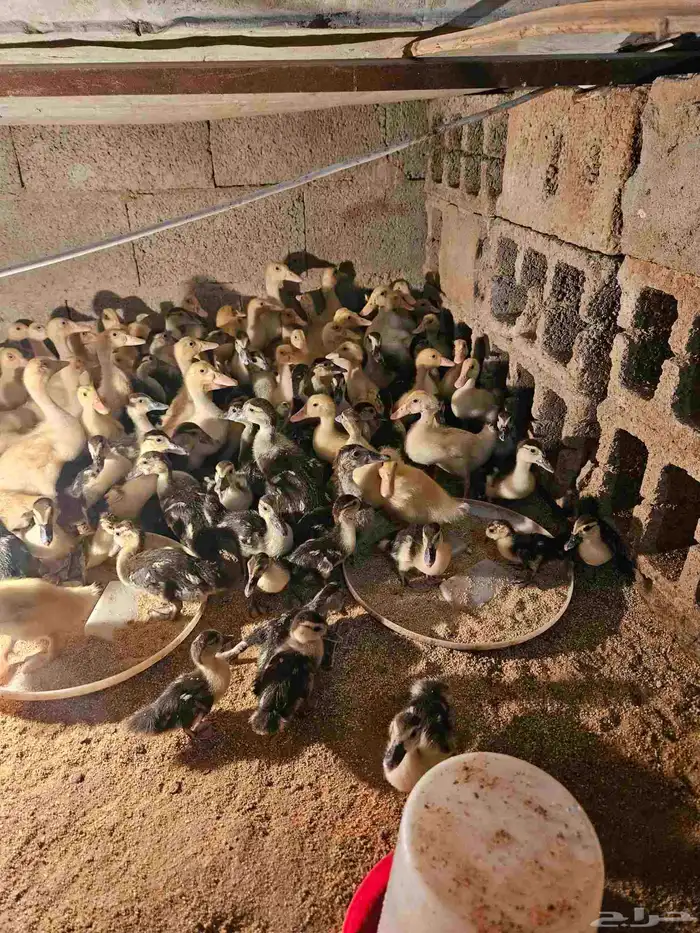للبيع صوص بح وبكين العمر من يومين إلى شهر ونص العدد 100 جوز 16