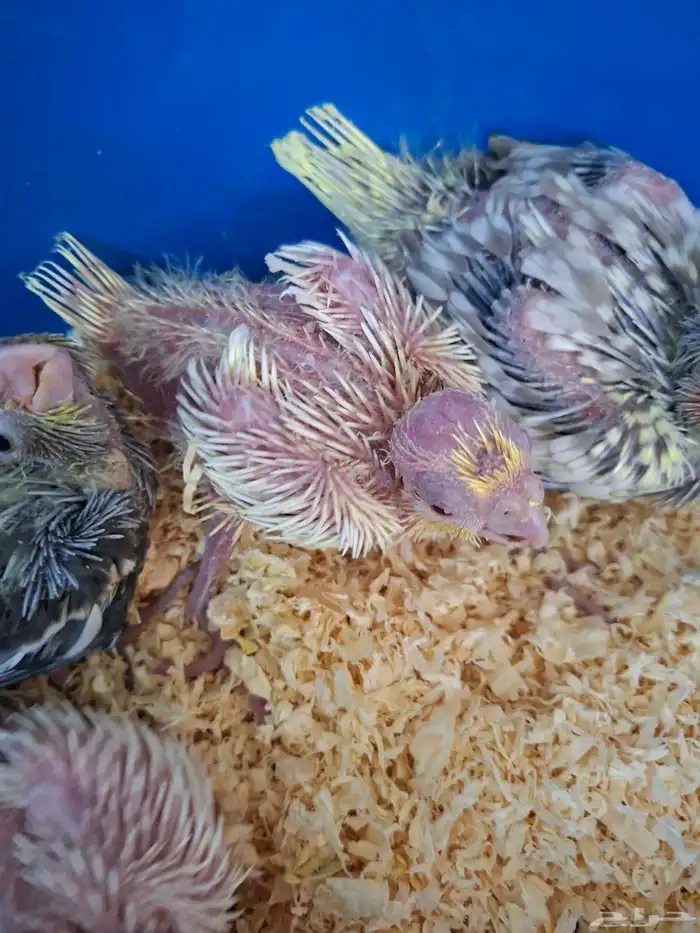 فروخ كروان ( تم البيع ) 0