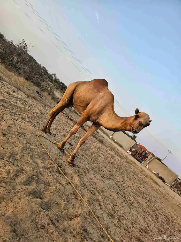 بعير للبيع على السوم اتصال 5