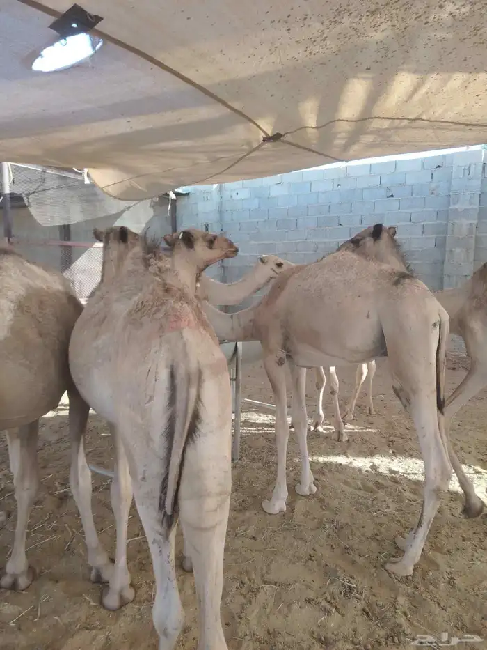 قعدان صومالية مفاريد بسعر تنافسي جدا 4