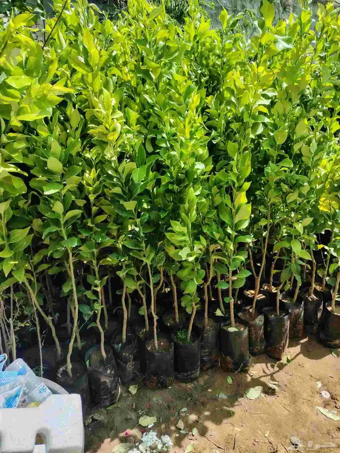 زيتون مثمر 8