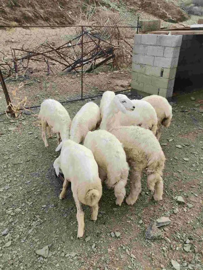 خرفان ورخال سمان ونظاف 0