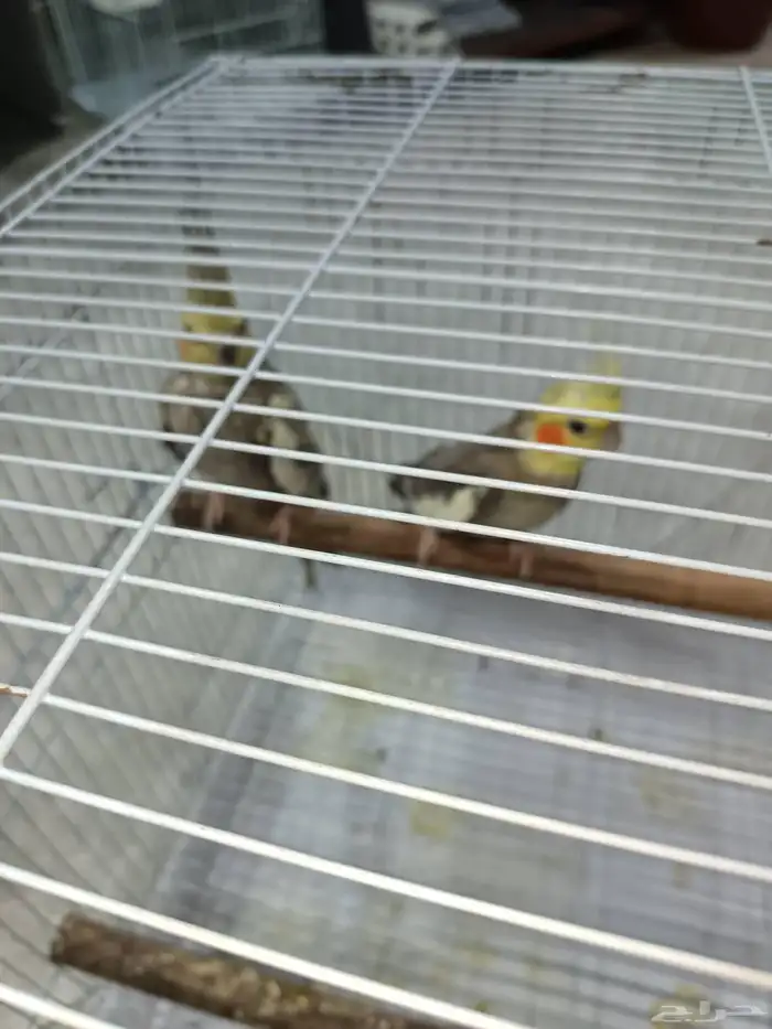 زوج كروان منتج 2