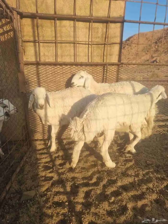 خرفان العدد3 3