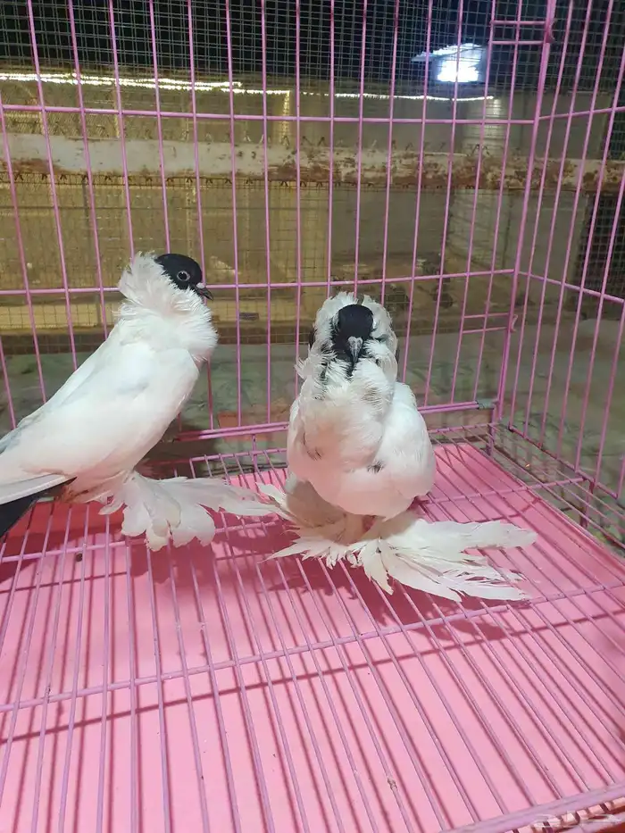 للبيع اناثي حمام مورهد 0