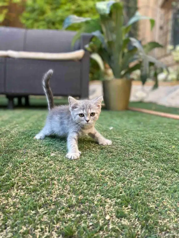 كيتن سكوتش فولد مطعمين مدربين للبيع ولايوجد تبني 27