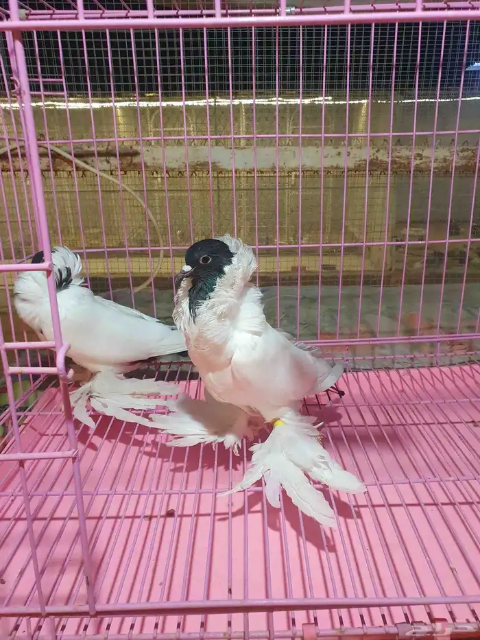 للبيع اناثي حمام مورهد 2