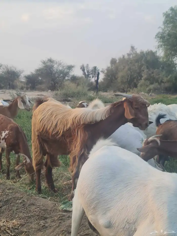 تيس فحل صنف 0