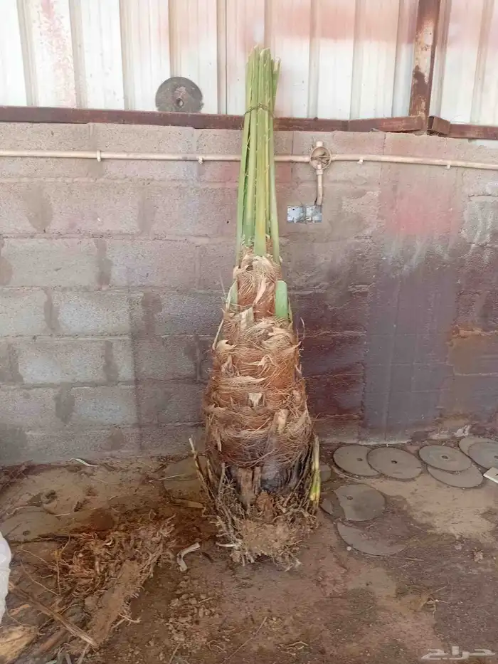 يوجد الدنيا نخل للبيع بحايل صقعي ومحدوله وبرني 1