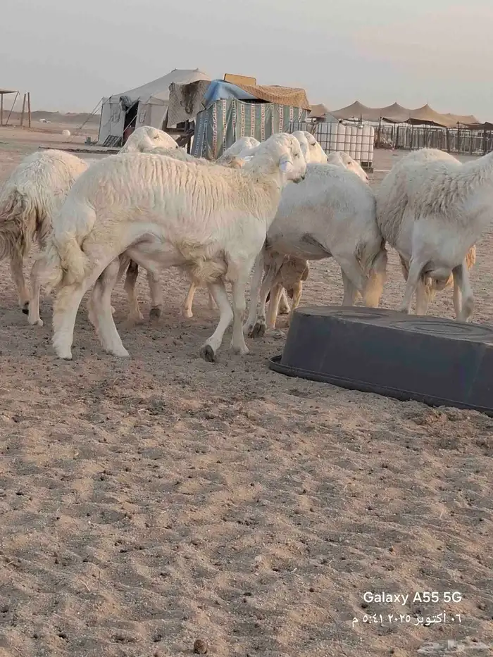 ضام حري صنف الصنف 10