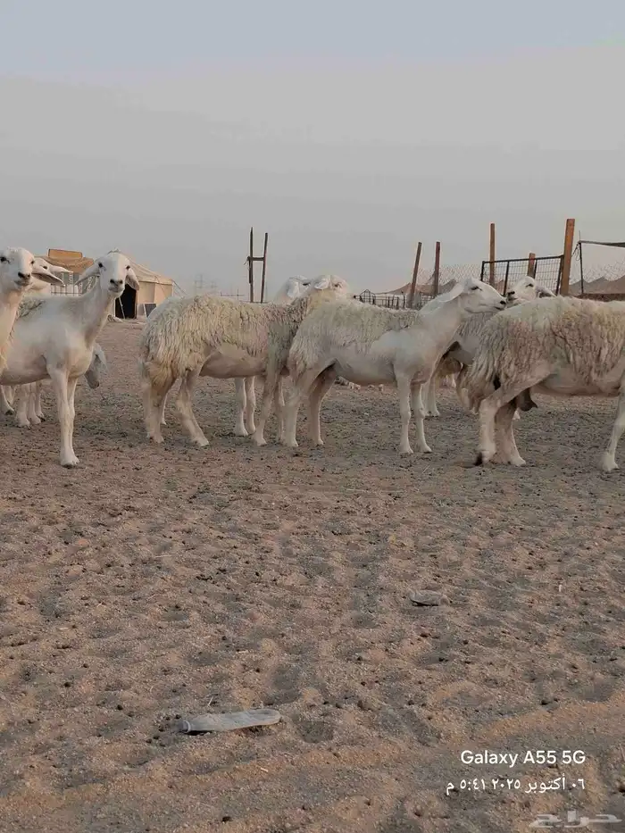 ضام حري صنف الصنف 14