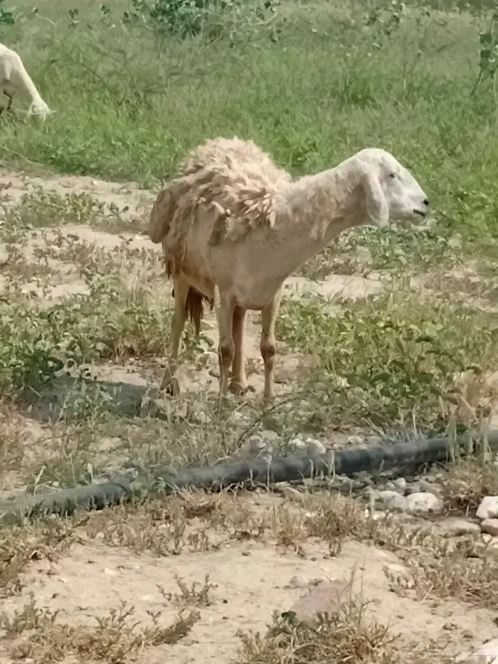 ضان للبيع 4