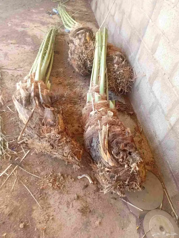 يوجد الدنيا نخل للبيع بحايل صقعي ومحدوله وبرني 0