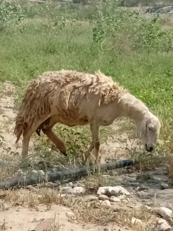 ضان للبيع 3