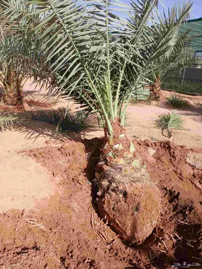 نخل مثمر للبيع خلاص برحي هلالي سكري نخيل روثانه مجدول دخيني 3