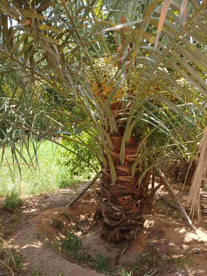 نخل مثمر للبيع خلاص برحي هلالي سكري نخيل روثانه مجدول دخيني 1