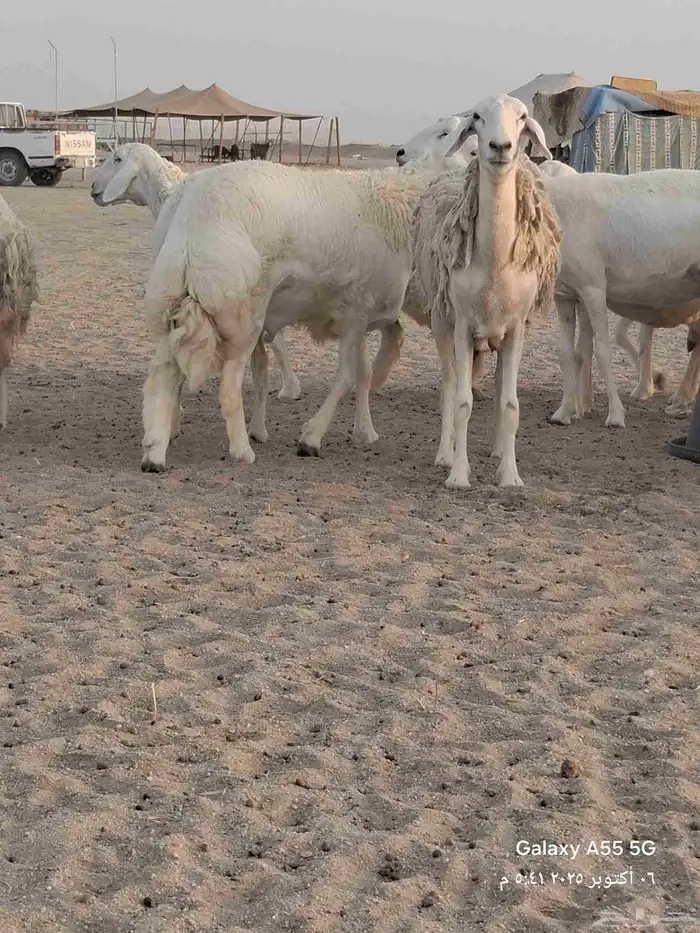 ضام حري صنف الصنف 17