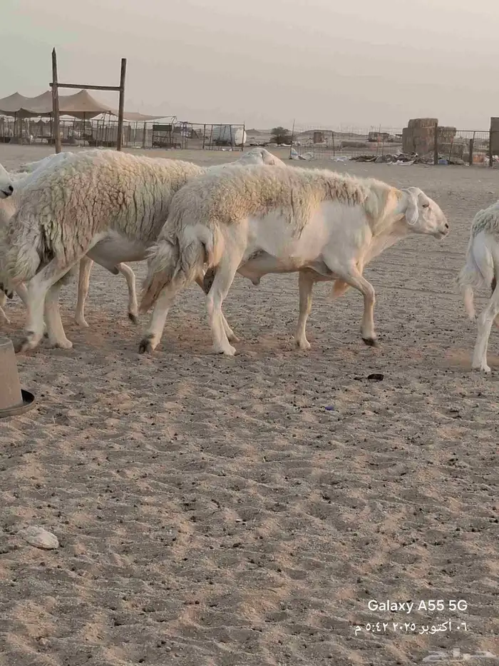 ضام حري صنف الصنف 2