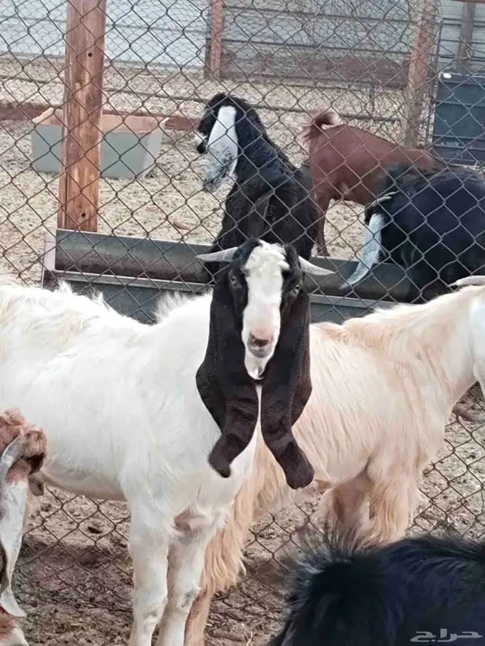 تيوس مشاريع فحول طيبه 2