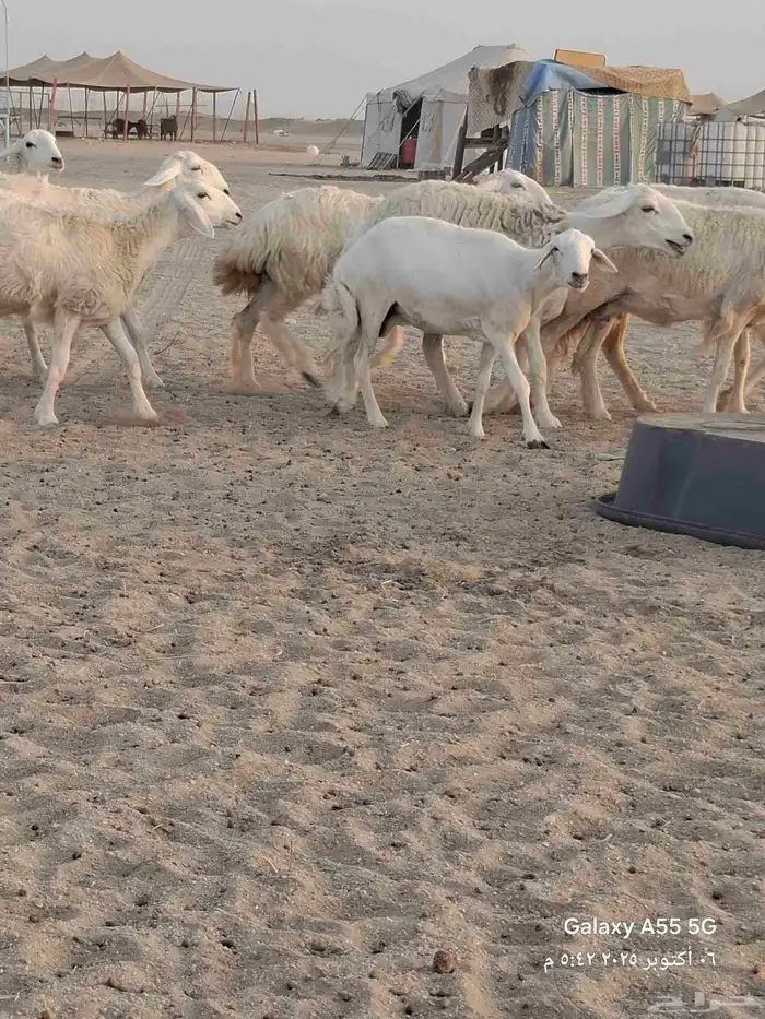 ضام حري صنف الصنف 0