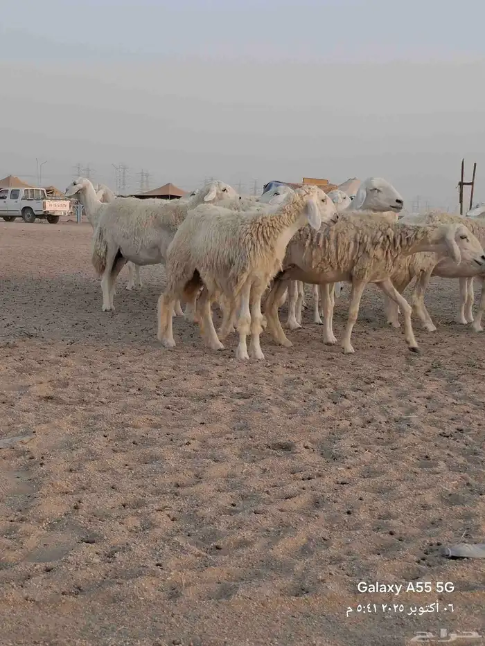 ضام حري صنف الصنف 7