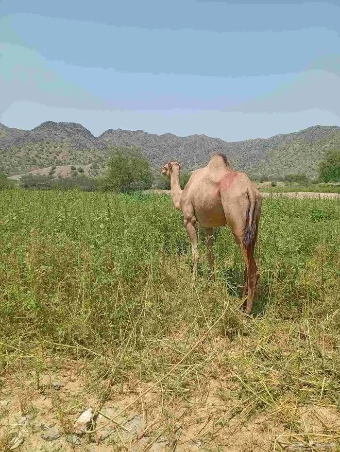 ناقه جنب في 3شهور أو شهرين ونص السن رباع 1
