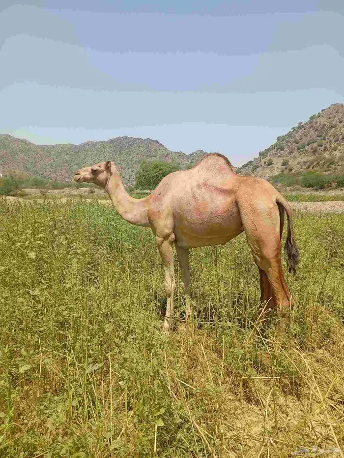 ناقه جنب في 3شهور أو شهرين ونص السن رباع 0