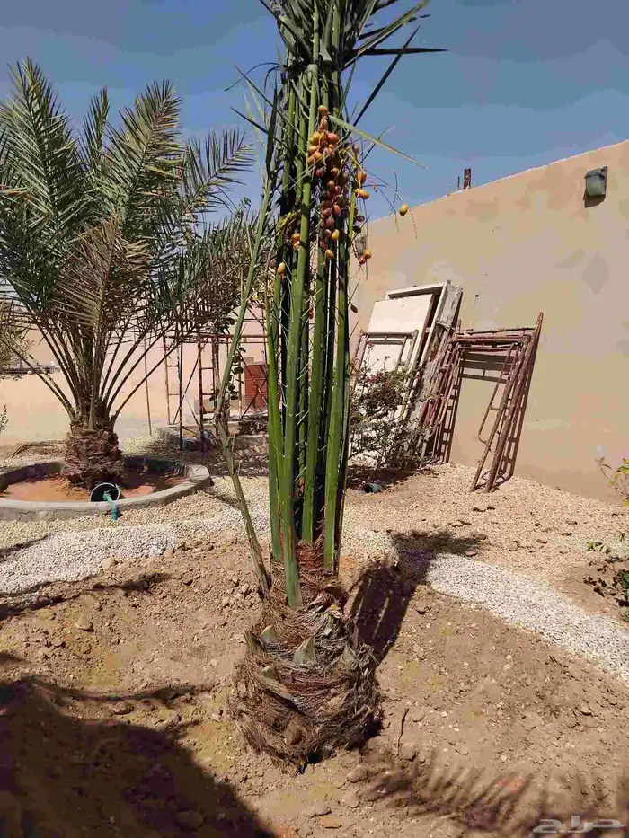 نخل للبيع مثمر ونخل واشنطني جميع الاحجام متوفره حياكم الله 1