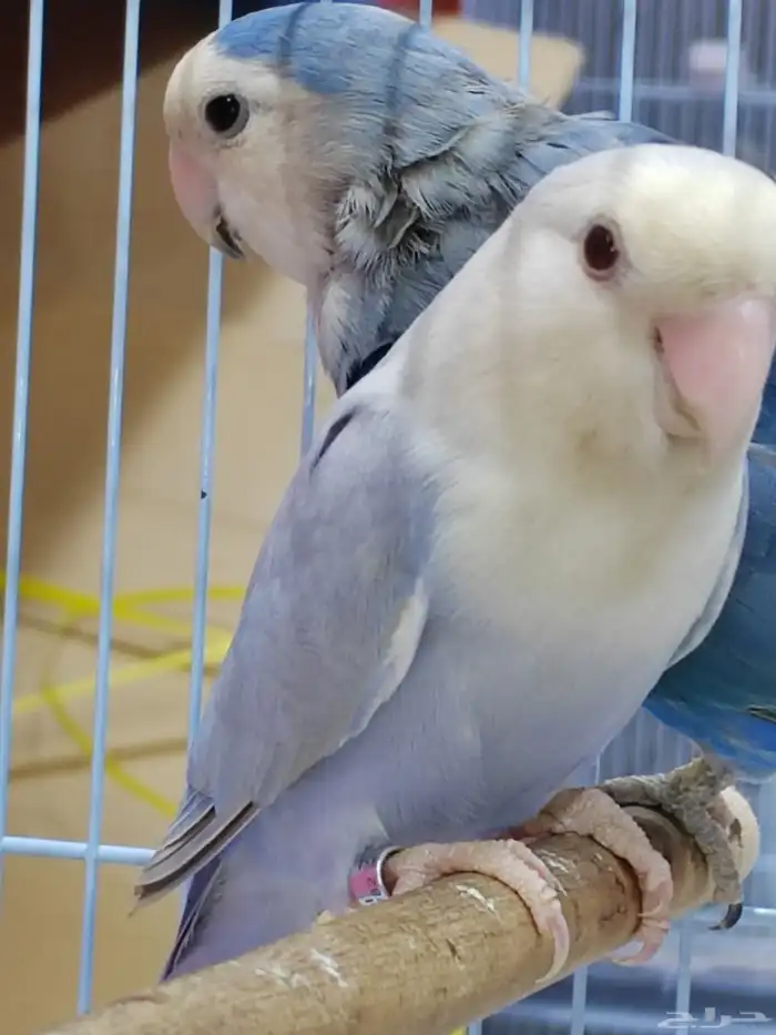 جوز روز منتج فحل برونز فلو مع أنثى فايلوت ويت فيس سبلت برونز 1