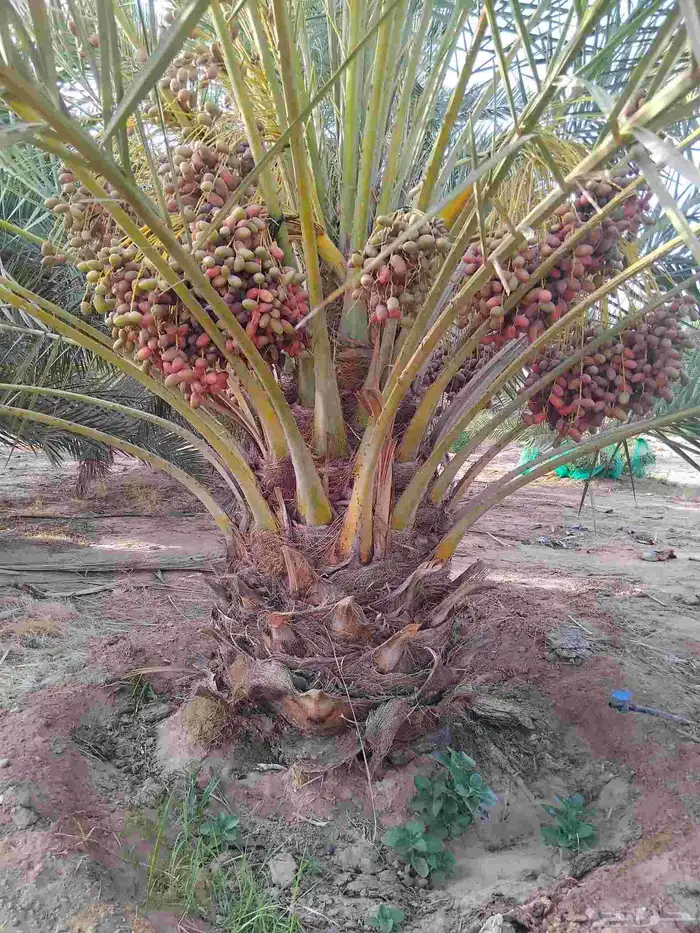 نخل للبيع مثمر ونخل واشنطني جميع الاحجام متوفره حياكم الله 0