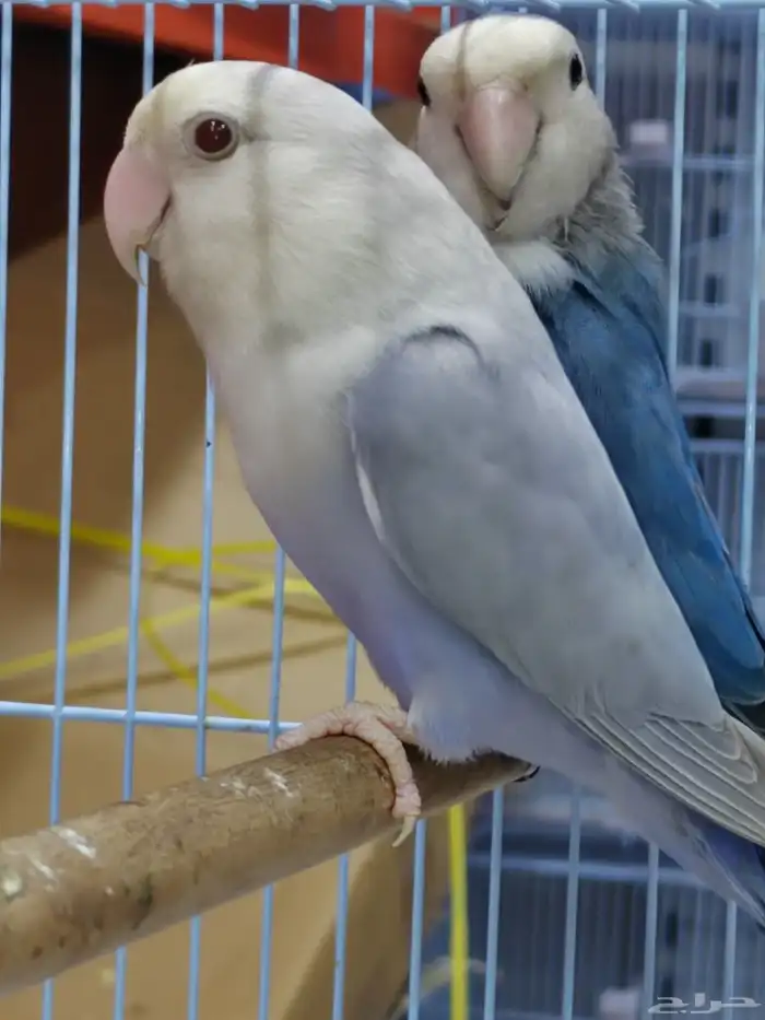 جوز روز منتج فحل برونز فلو مع أنثى فايلوت ويت فيس سبلت برونز 7