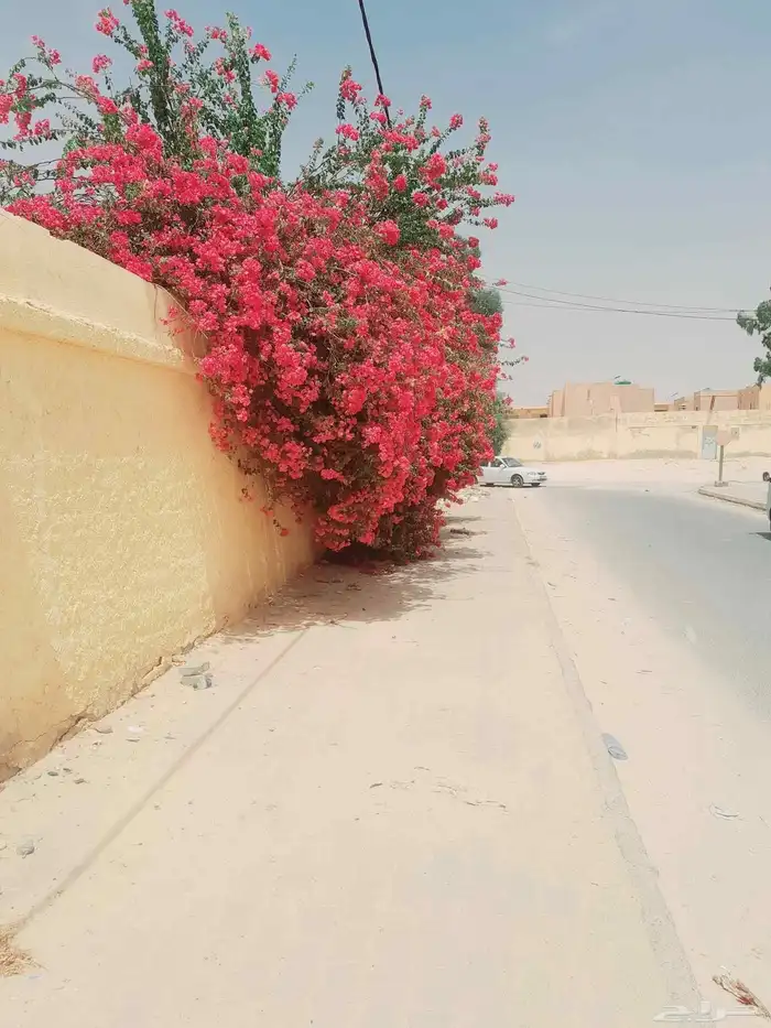 زراعه جميع انواع الاشجار والنخل والنجيل وكل مايتعلق بالزراعه 2