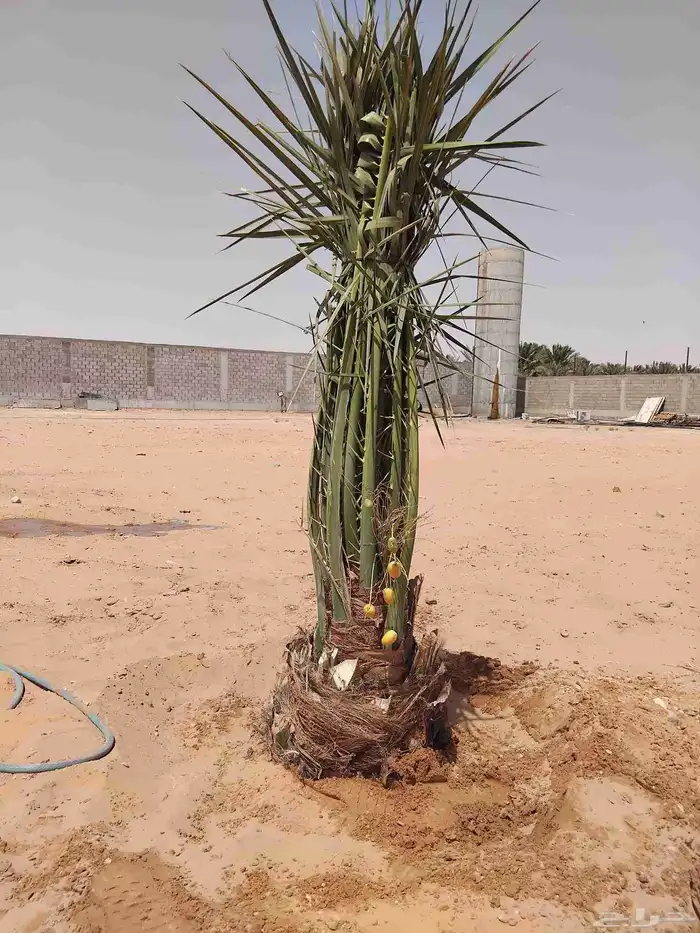 نخل للبيع مثمر ونخل واشنطني جميع الاحجام متوفره حياكم الله 4