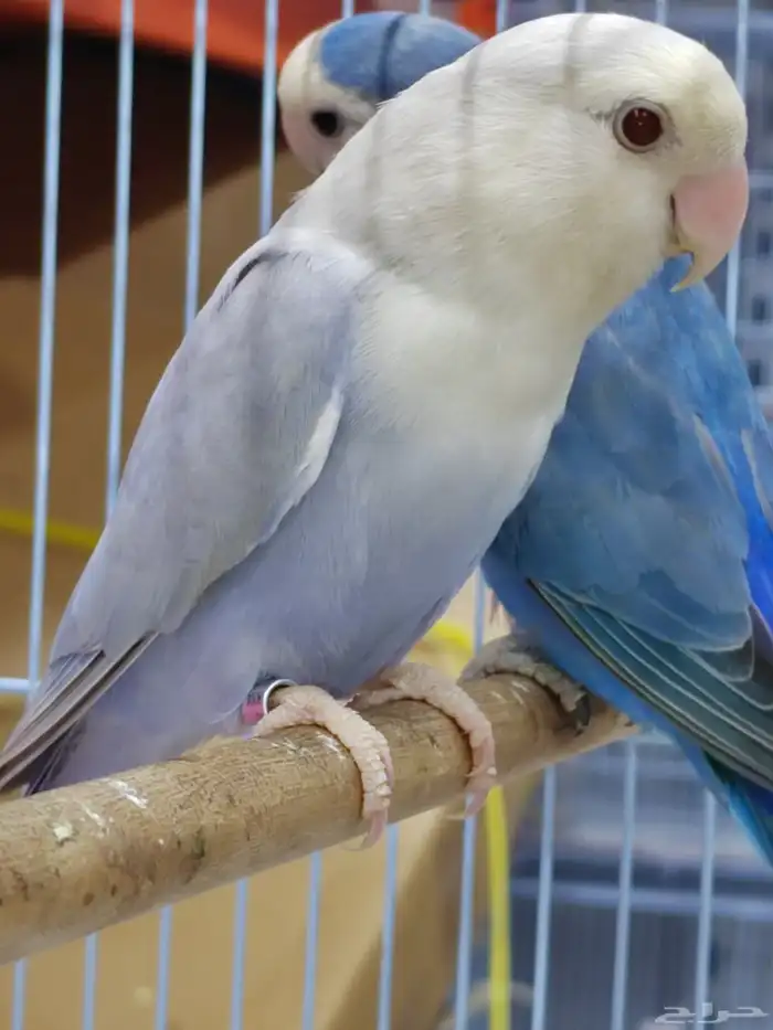 جوز روز منتج فحل برونز فلو مع أنثى فايلوت ويت فيس سبلت برونز 6