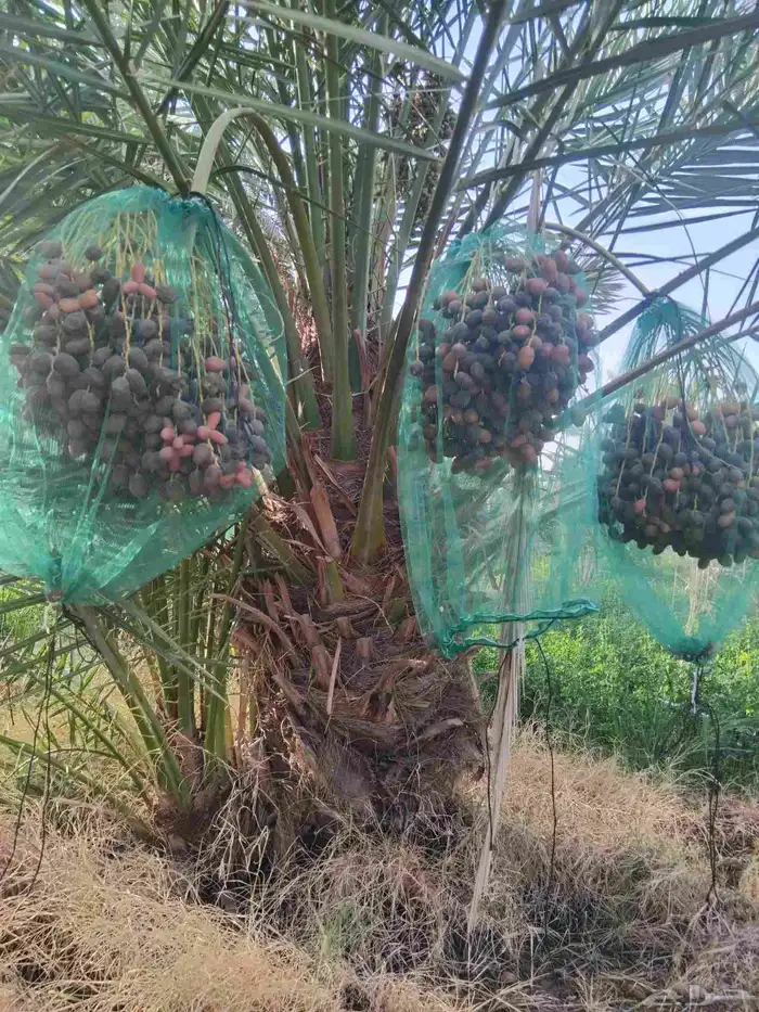 نخل للبيع مثمر ونخل واشنطني جميع الاحجام متوفره حياكم الله 2