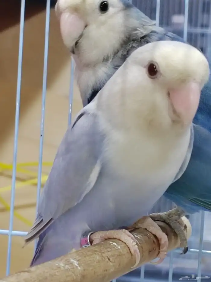 جوز روز منتج فحل برونز فلو مع أنثى فايلوت ويت فيس سبلت برونز 3