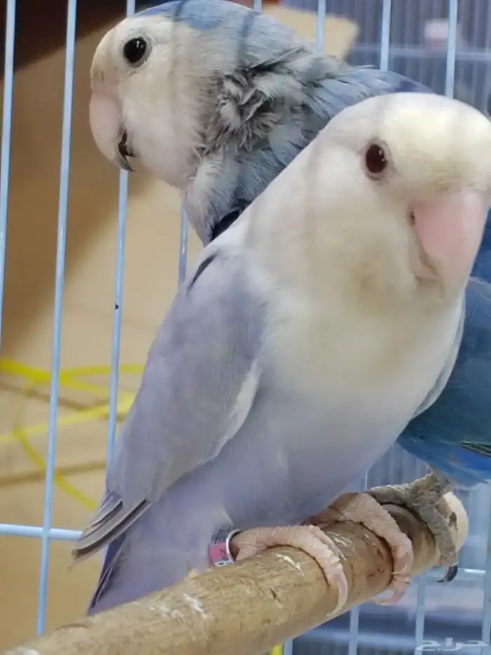 جوز روز منتج فحل برونز فلو مع أنثى فايلوت ويت فيس سبلت برونز 0