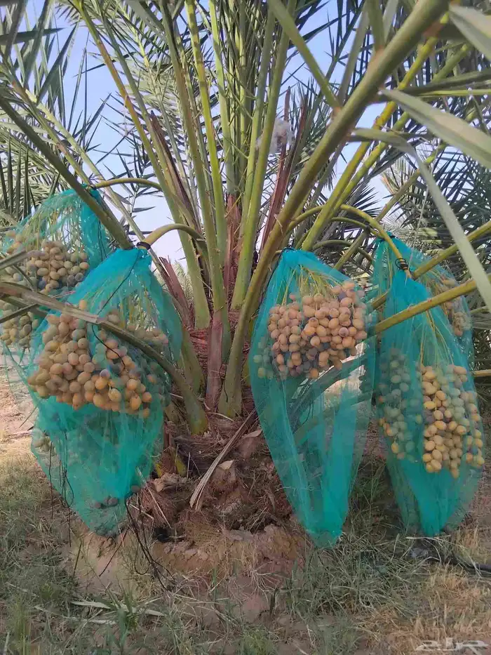 نخل للبيع مثمر ونخل واشنطني جميع الاحجام متوفره حياكم الله 3