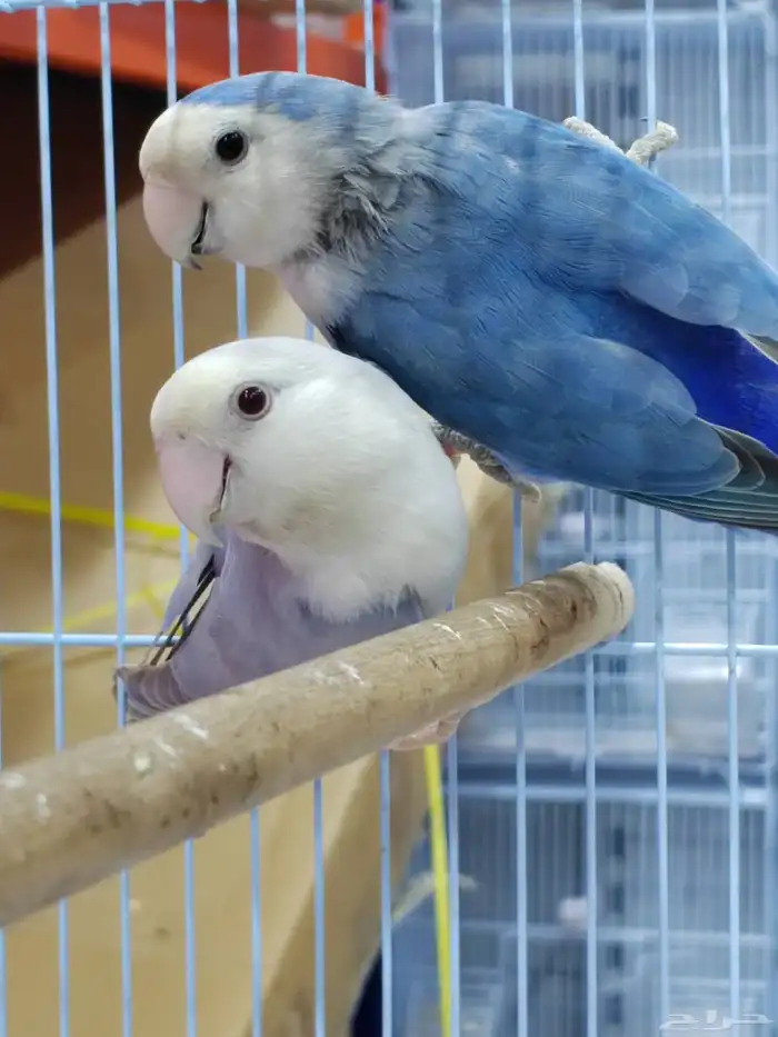 جوز روز منتج فحل برونز فلو مع أنثى فايلوت ويت فيس سبلت برونز 2