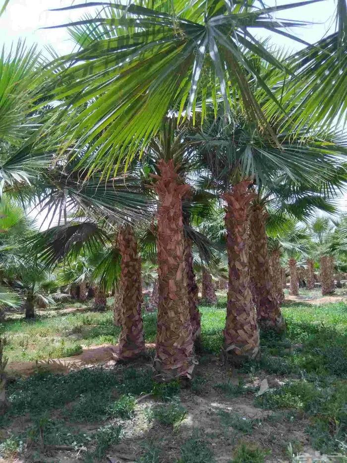 نخل للبيع مثمر ونخل واشنطني جميع الاحجام متوفره حياكم الله 6