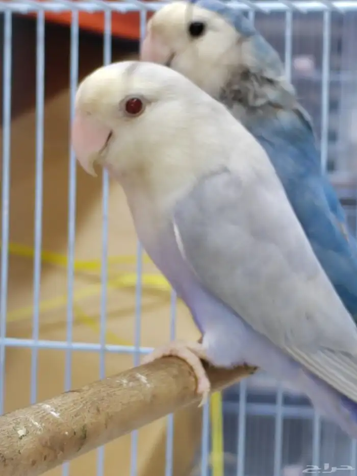 جوز روز منتج فحل برونز فلو مع أنثى فايلوت ويت فيس سبلت برونز 5