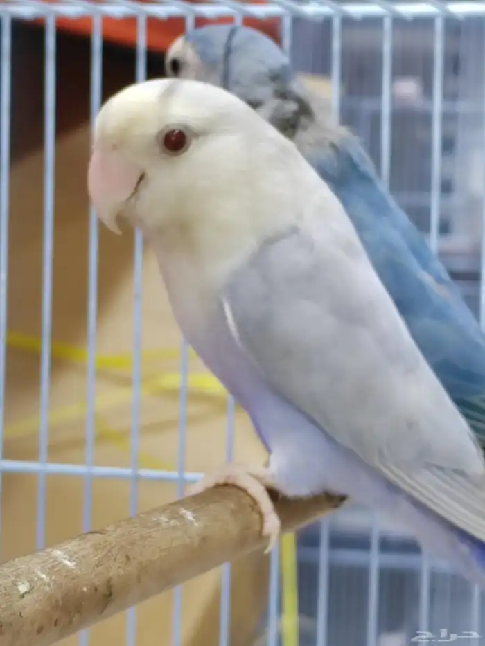 جوز روز منتج فحل برونز فلو مع أنثى فايلوت ويت فيس سبلت برونز 4