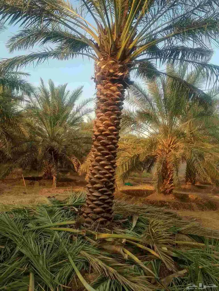 نخل للبيع 4