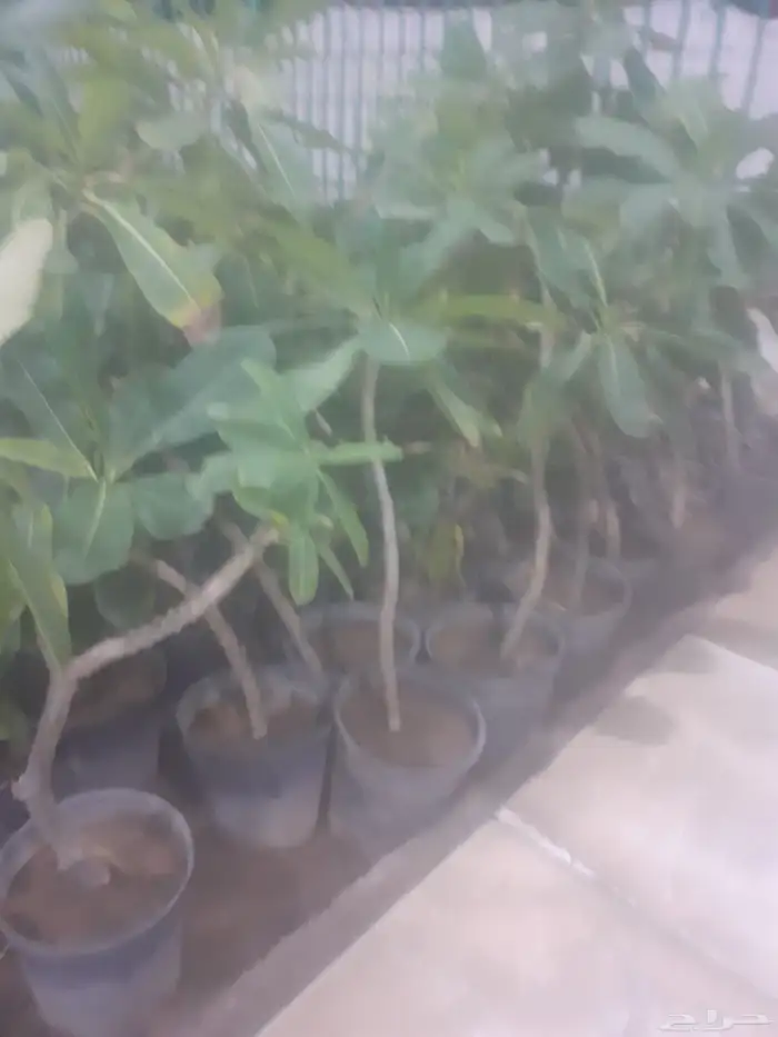 زراعه جميع انواع الاشجار والنخل والنجيل وكل مايتعلق بالزراعه 10